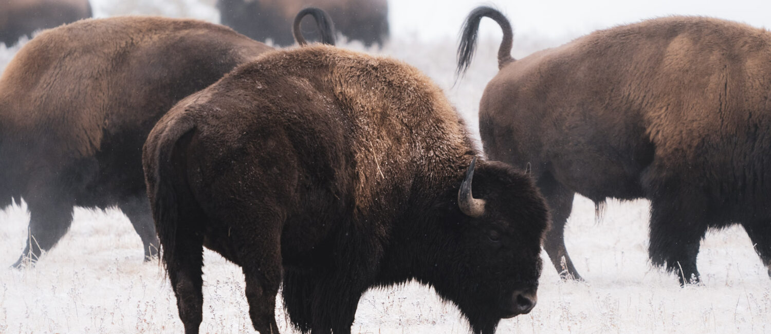 Buffalo (Photo: Spencer Wild)
