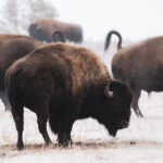 Buffalo (Photo: Spencer Wild)