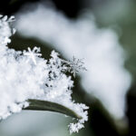 Snowflake (Photo: Benjamin Balazs)