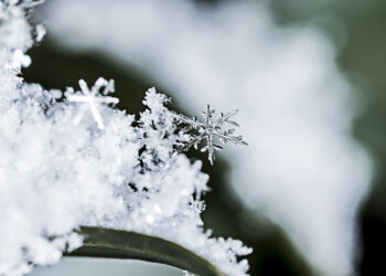 Snowflake (Photo: Benjamin Balazs)